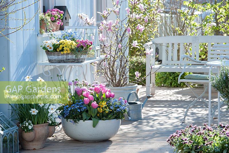Pots on spring patio - Ranunculus, Tulipa 'Early Glory', Myosotis 'Myomark', Primula 'Buttercup Yellow', P. 'Romance',  Narcissus Poeticus, Magnolia 'George Henry Kern'