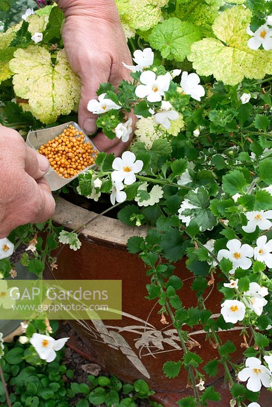 Summer shady bedding container care sequence - Step 1 - sprinkle controlled release fertilizer over the compost surface