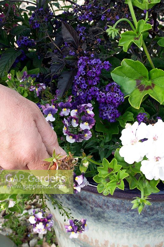 Summer shady bedding container care sequence - Step 2 - Remove faded flowers