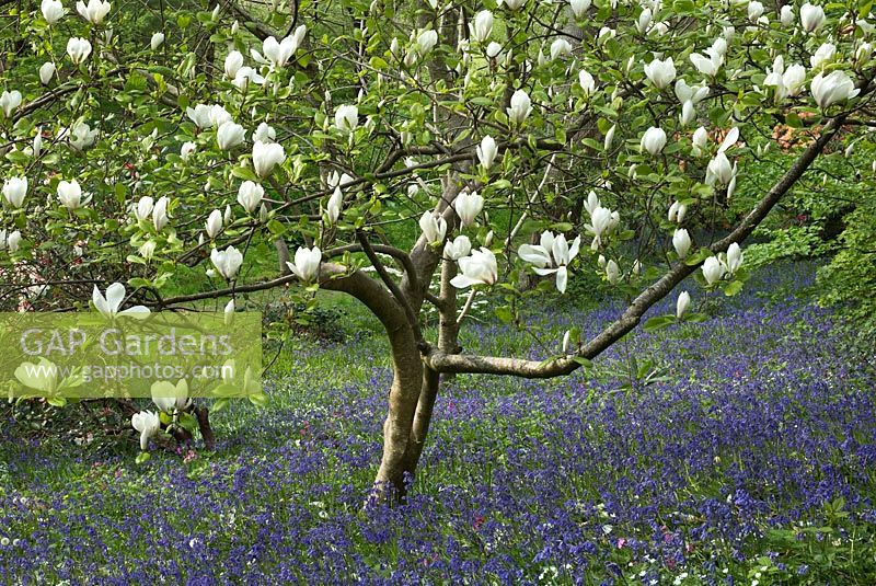 Woodland garden with Magnolia underplanted with Hyacinthoides non-scripta - Bluebells and wild flowers - Maenan Hall, Snowdonia, North Wales 
 