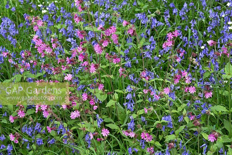 Silene dioica - Red Campion and Hyacinthoides non-scripta - Bluebells - Maenan Hall, Snowdonia, North Wales 
