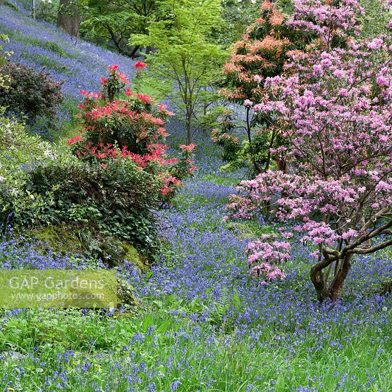 Woodland garden with specimen trees, Rhododendrons, Azaleas, Magnolias and Pieris in dell with grass paths cutting through swathes of bluebells and wild flowers - Maenan Hall, Snowdonia, North Wales 
 