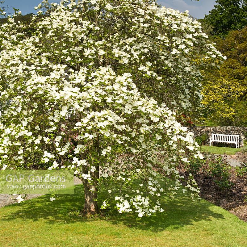 Cornus 'Eddies White Wonder' in spring - Maenan Hall Garden (NGS)
