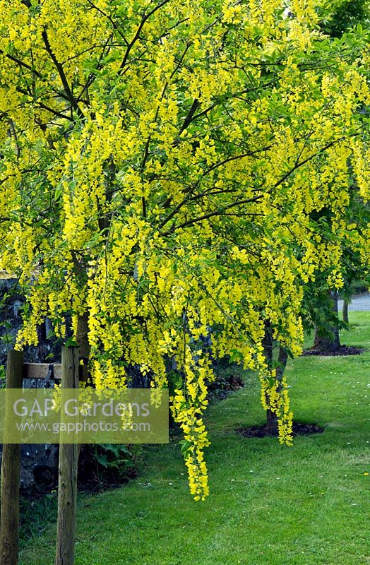 Laburnum standard in spring at Maenan Hall Garden (NGS)