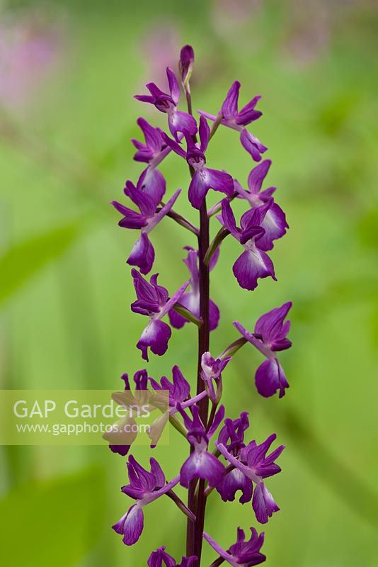 Anacamptis laxiflora - Loose flowered orchid, Jersey