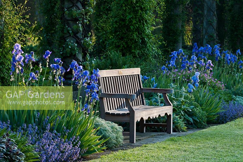 Wooden bench in early summer border with Iris, Nepeta  and Hostas -  West Dean Sussex