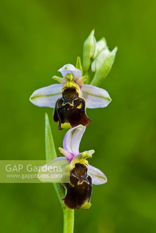 Ophrys fuciflora - Late Spider Orchid at Wye Down, East Kent 
