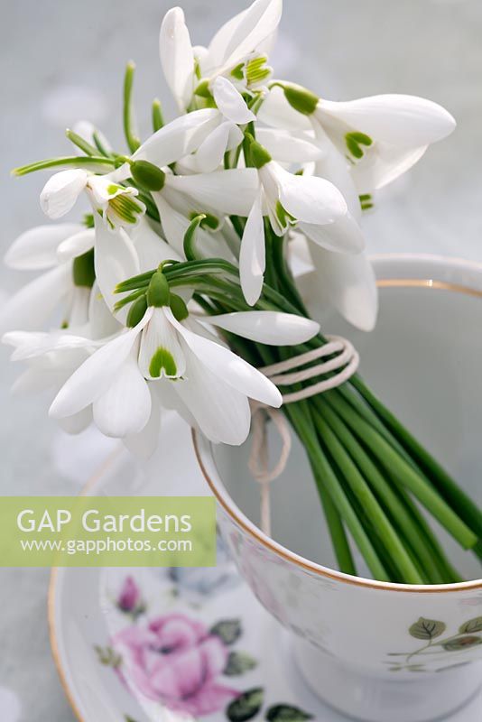 Galanthus - Snowdrops in a teacup