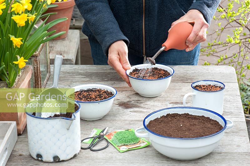Sowing Cress seeds in enamel bowls

