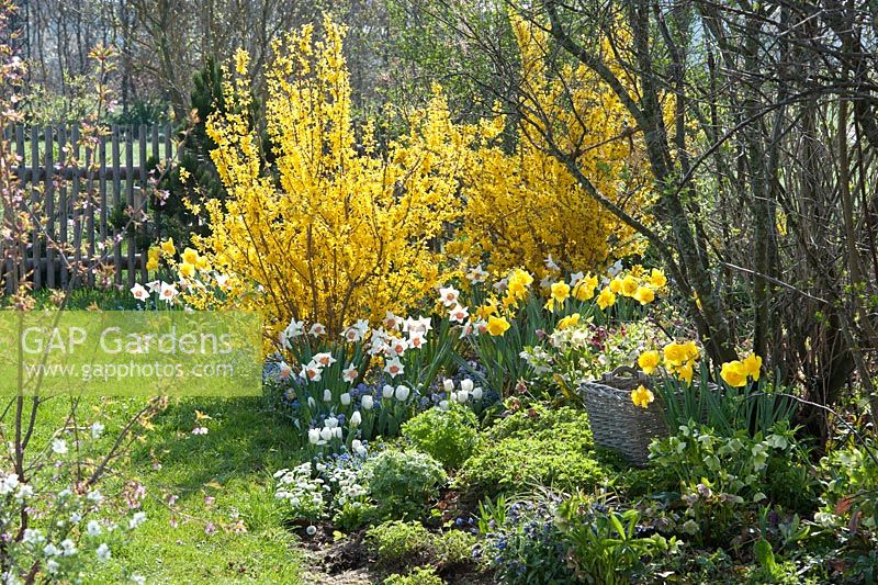 Spring border with Forsythia 'Lynwood' and Narcissus
