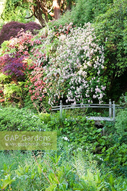Wooden bridge with Ghent Azalea Acer palmatum Bloodgood for dramatic spring colour in woodland garden. Ramster Garden, Surrey