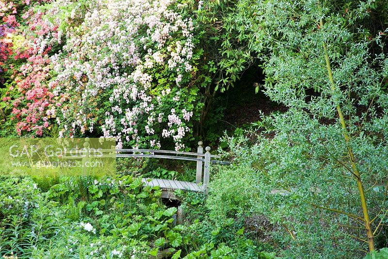 Wooden bridge with Ghent Azaleas and Ferns in spring woodland garden. Ramster Garden, Surrey