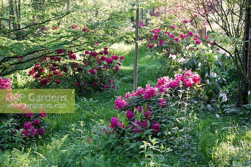 Rhododendron Peter Koster and Rhododendron General D Eisenhower in spring woodland grove. Ramster Garden, Surrey
