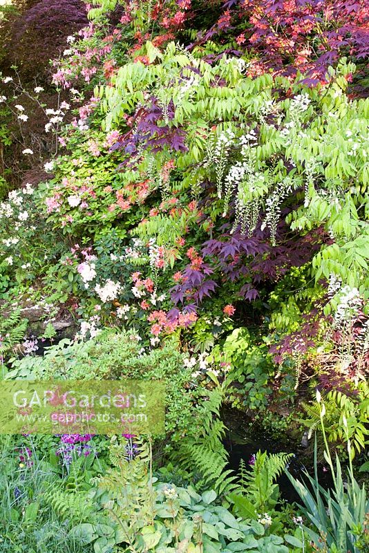 Spring combination of Ghent Azalea, Acer palmatum 'Bloodgood', Wisteria sinensis, Ferns, Primula Candelabra - Ramster Garden, Surrey