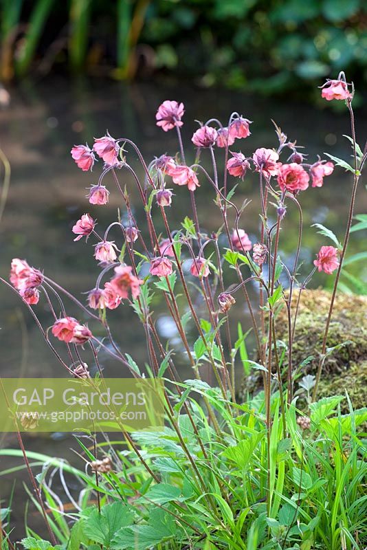 Geum rivale - water avens