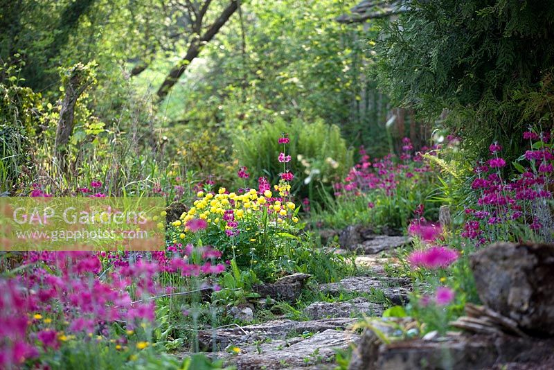 Bog garden with Primulas - Cotswold Farmhouse 
 