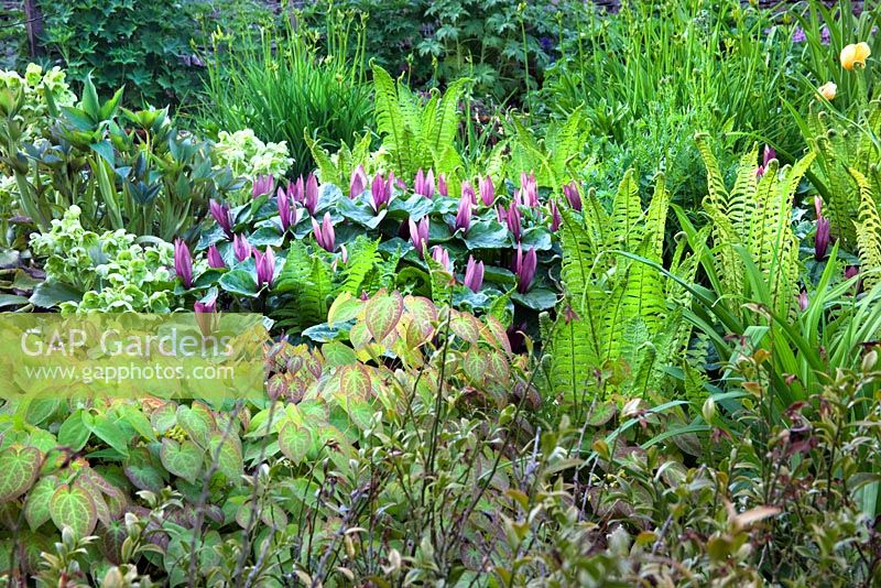 Epimedium versicolor 'Sulphureum' with Trillium chloropetalum 'Giganteum' - Wood Lily and Helleborus foetidus - Cotswold Farmhouse 
 
