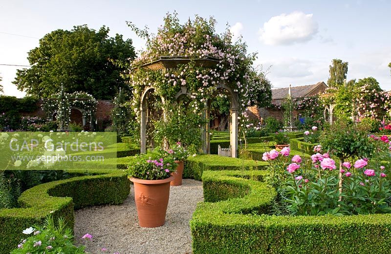 Formal walled garden with intricate box hedging with containers and peonies. A central pergola is covered in bloom of climbing roses Awakening and New Dawn. Seend, Wiltshire