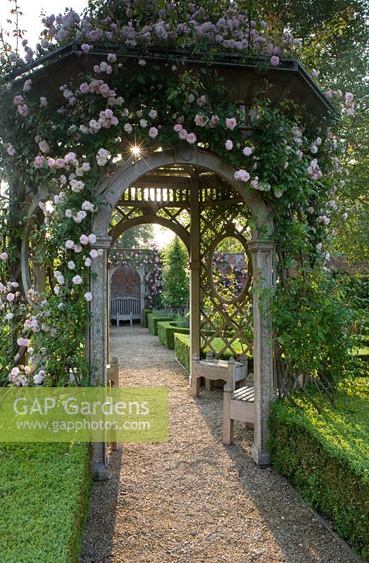 Sunshine bursting through Rosa 'Awakening'  on ornate wooden rose arbour with gravel path and box hedging - Seend, Wiltshire