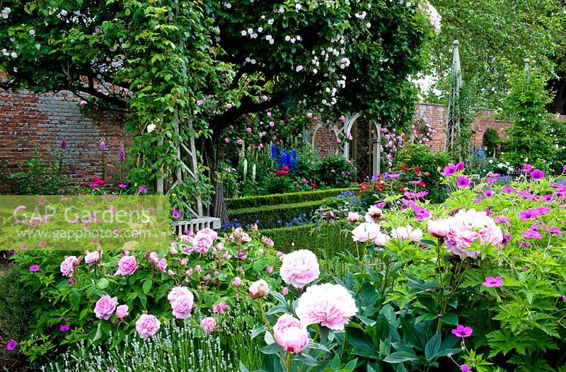 Corner of colourful and floral classic English walled garden with pink double Roses and Peonies beneath old apple tree covered in a rambling rose - Seend, Wiltshire