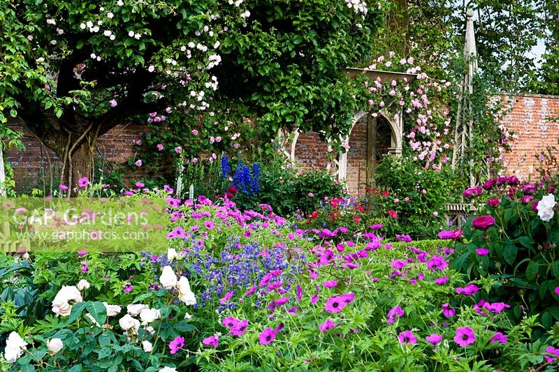 Geranium psilostemon, polemonium, roses and peonies in highly floral border in walled garden. A rose arbour covreed seat in the background supports Rosa Constance Spry.  Seend, Wiltshire