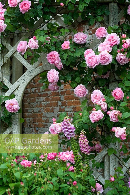 Detail of wooden covered seat trellis with climbing Rose Constance Spry. Seend, Wiltshire