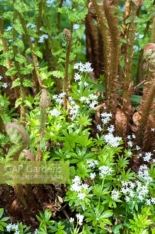Galium odoratum - Sweet woodruff growing around emerging fern