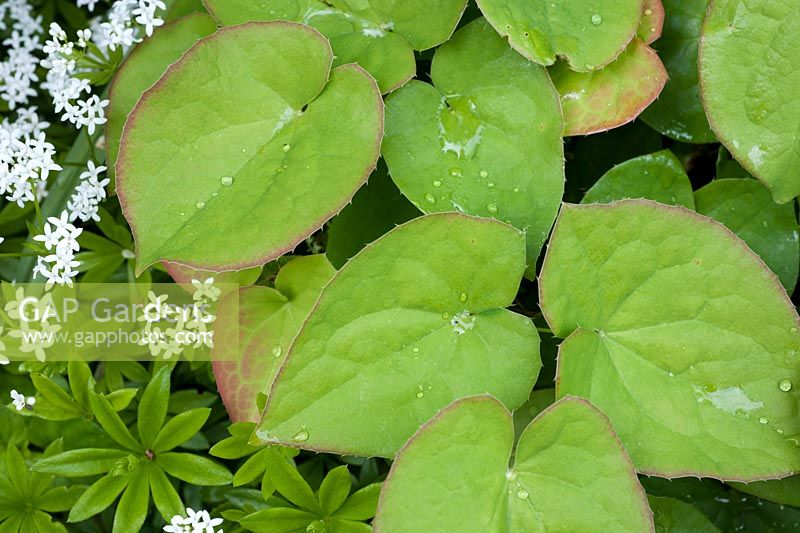 Epimedium foliage and galium odoratum with raindrops