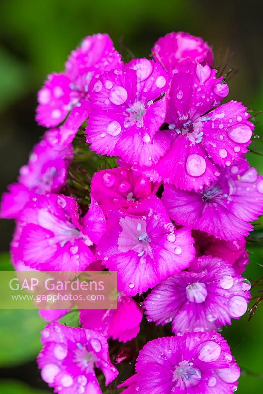 Dianthus barbatus (sweet william), with water droplets after summer rain.