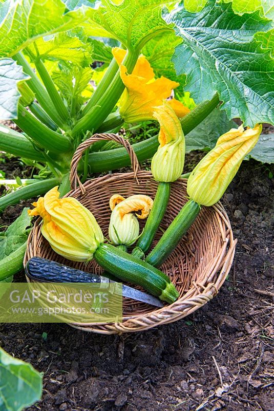 Freshly cut young Courgettes with flowers, 'Defender'