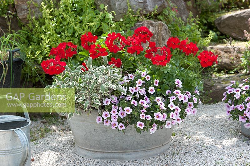 Pelargonium 'Caliente Deep Red', Calibrachoa 'Dream Kisses' and Salvia in metal tub