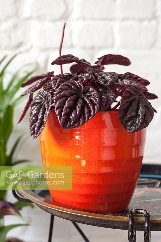 Peperomia caperata 'Schumi Red' in orange pot