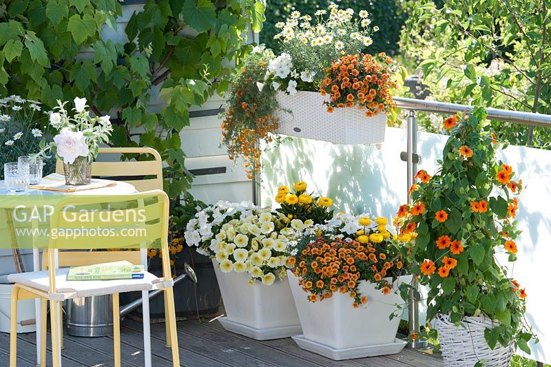Containers planted with Petunia Perfectunia yellow, Calibrachoa 'Dream Kisses Orange Sunset', Thunbergia alata, Bracteantha 'Totally Yellow Lotus'