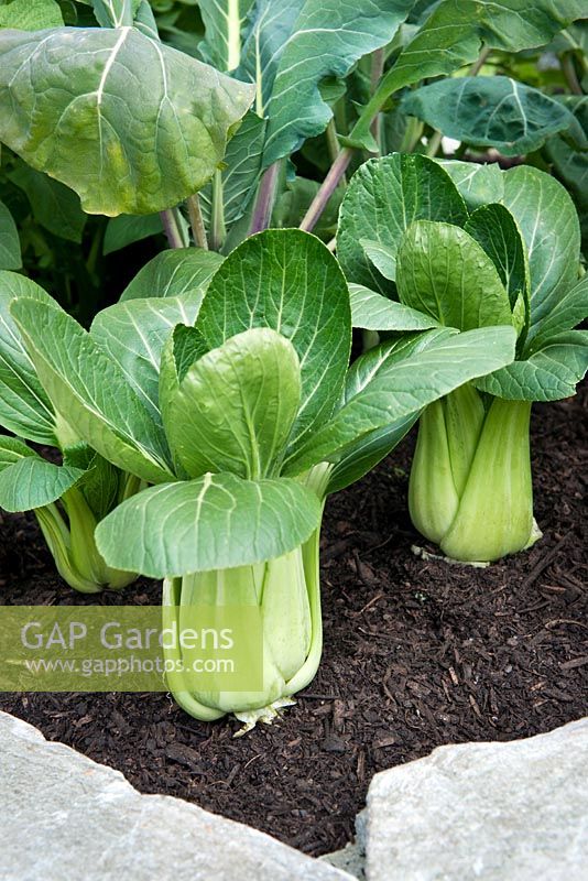 Pak choi growing in raised bed. 'Food For Thought'. Small Garden Silver Medal Winner. Design by Elma Fenton