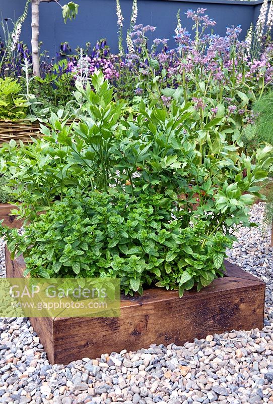 Wooden edged raised bed planted with mint and lovage. Limerick Culture Garden. Large Garden Silver Medal Winner by Ailish Drake at Bloom Garden Festival Ireland 2014.  