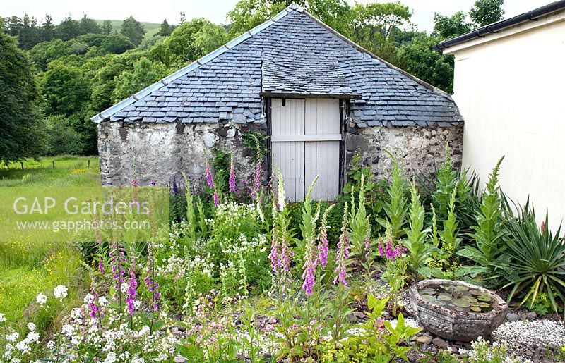 Country cottage garden in summer with foxgloves, mullein, geraniums, Astrantia and Phlox