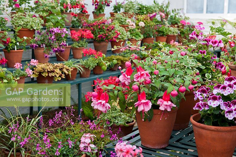 Pelargoniums and Fuchsia Fascination in pots in greenhouse 