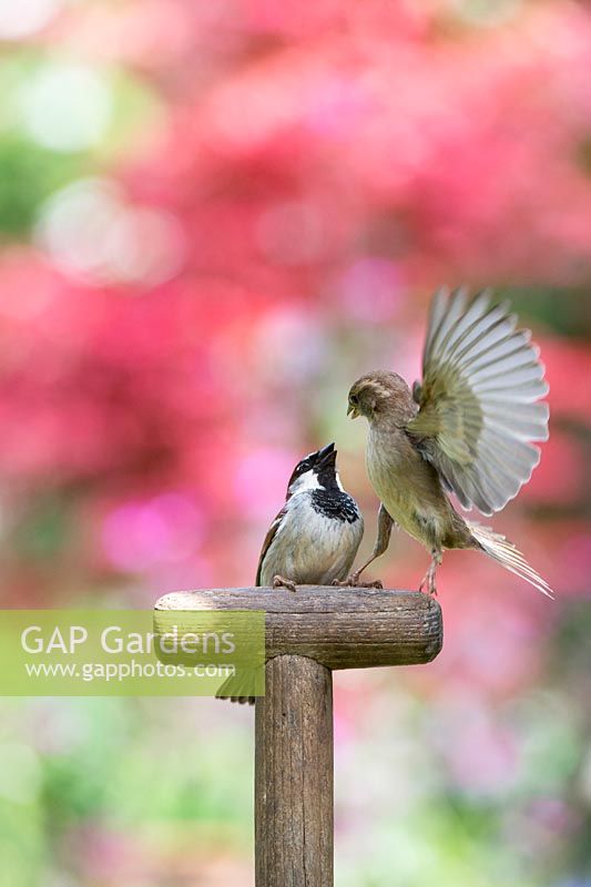 Passer domesticus - Male and Female House sparrows on a garden fork handle
