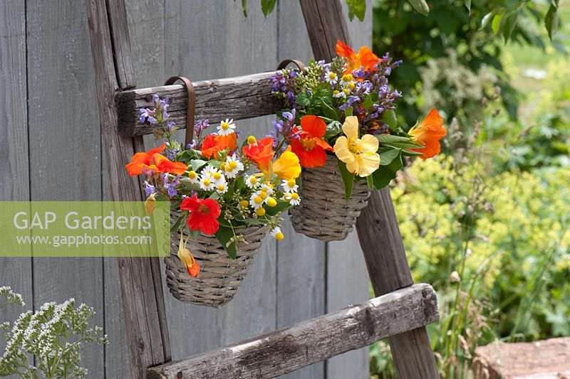Tropaeolum, Matricaria chamomilla, Salvia officinalis and Dill (Anethum) in wicker baskets
