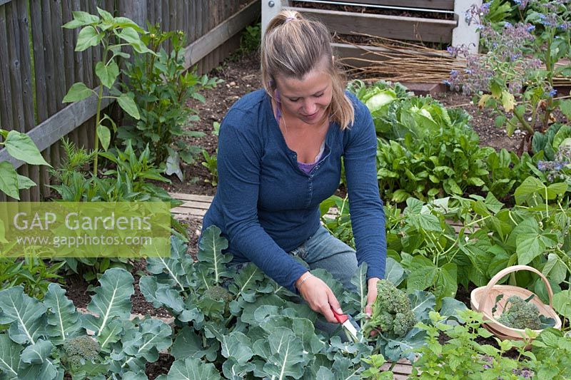Woman harvesting broccoli - Brassica oleracea var. Italica