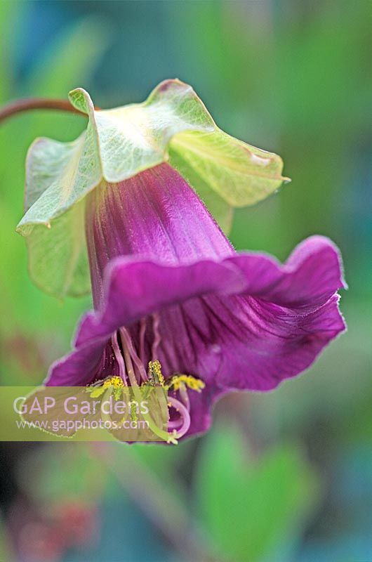 Cobaea Scandens, cup and saucer, cathedral bell, August
