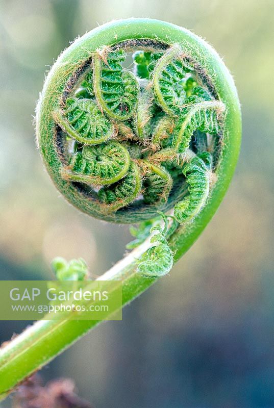 Dicksonia Antarctica - Australian tree fern - March.  Evergreen tree like fern - close up of front unfurling 