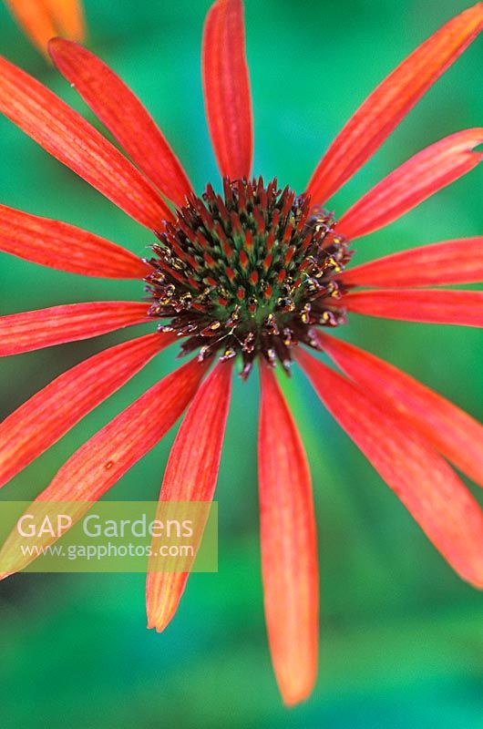 Echinacea Art's Pride, Coneflower. Perennial, August. Close up of bright orange star-shaped flower.
