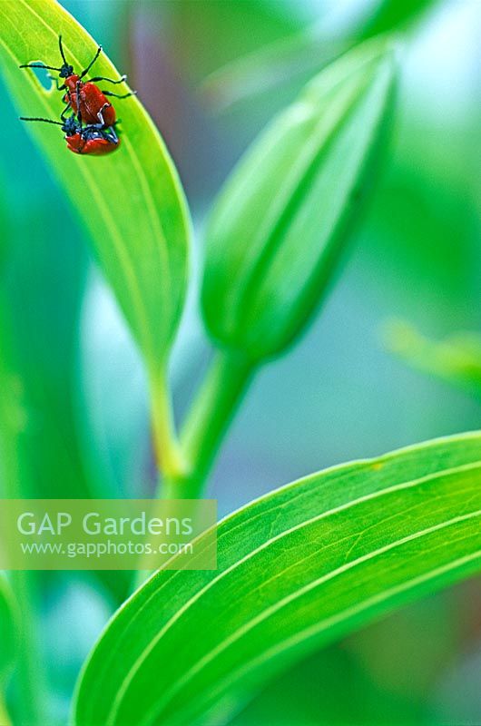 Lily Beetles, Longhorn Beetle. Portrait of two lily beetles on a lily leaf in the summer.