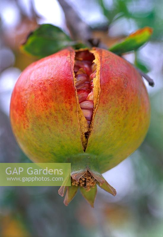 Punica granatum, Pomegranate 'Granada'. Close up of fruit with red yellow and green skin tones with seeds and crack.
