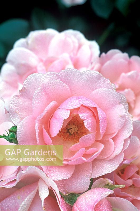 Rosa floribunda 'Bonica'. Close up of cluster of pink flowers. 