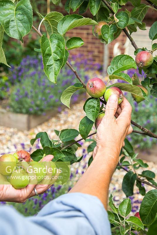 Thinning Malus 'Spartan' fruit to prevent damage to branch and to encourage healthier fruit. 