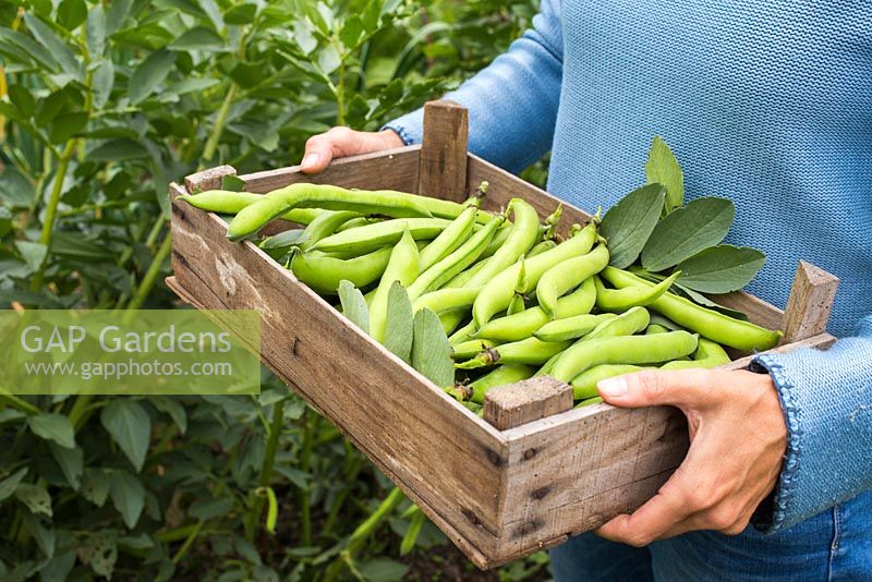 Woman holding wooden crate of harvested Broadbean 'Aquadulce Claudia'. 