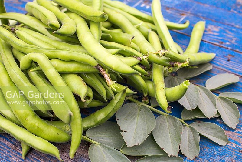 Harvested Broadbean 'Aquadulce Claudia' on blue wooden surface.