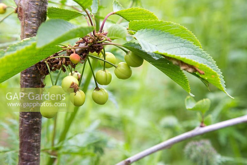 Developing fruit of Cherry 'Stella'